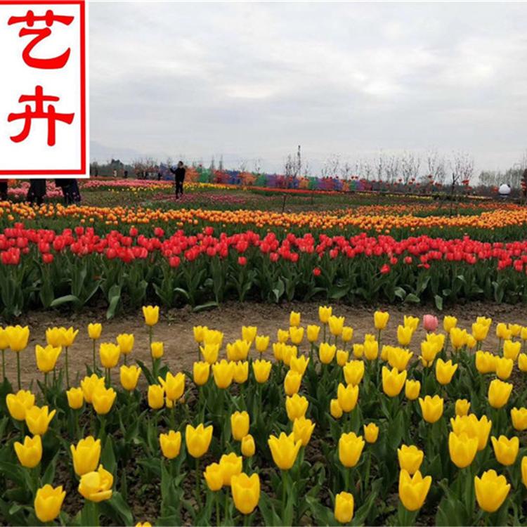 宿根地被草花郁金香批发 草花批发郁金香种苗