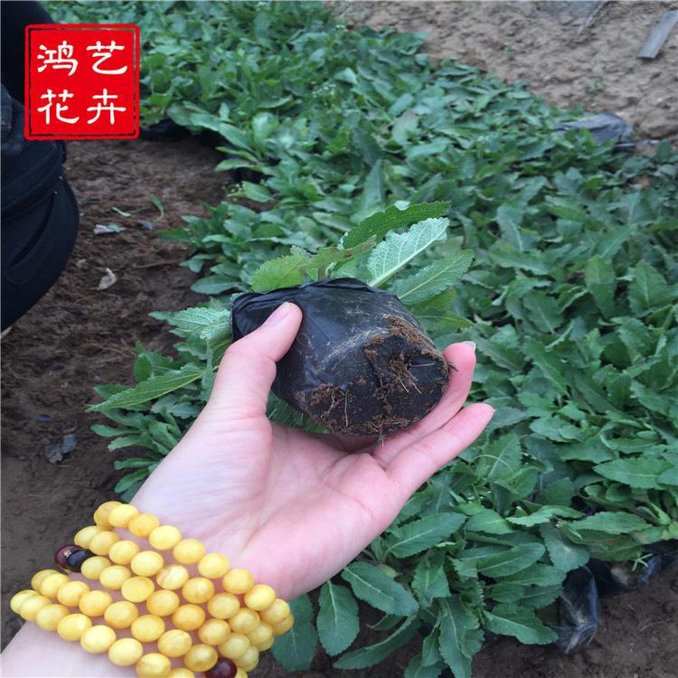 花卉基地直销鼠尾草杯苗 绿化苗木工程用苗鼠尾草批发