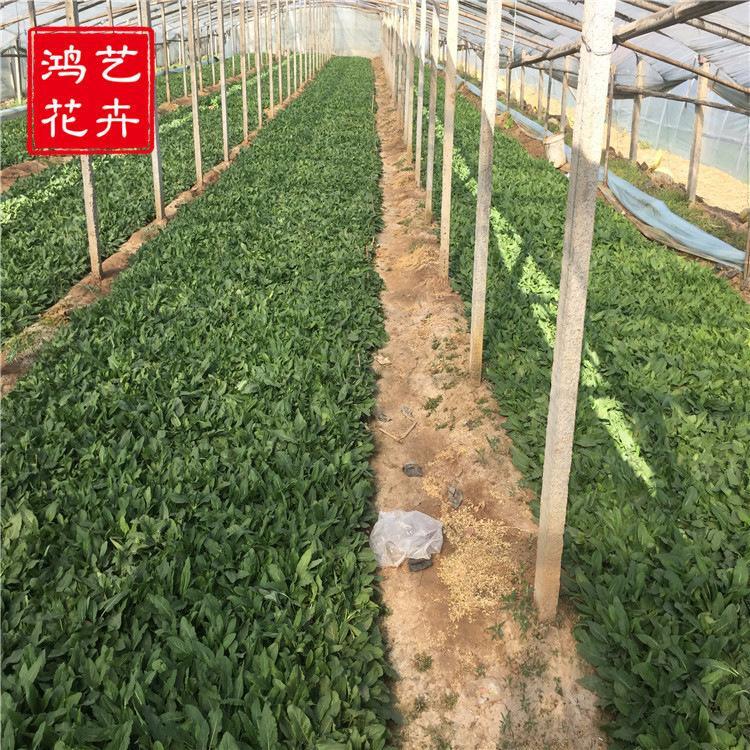青州基地批发鼠尾草幼苗 现货供应鼠尾草营养钵苗