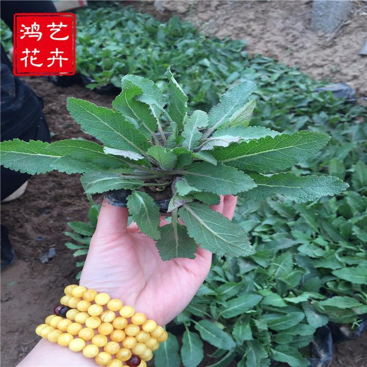 耐寒花卉五鼠尾草量大从优 绿化专用苗鼠尾草批发