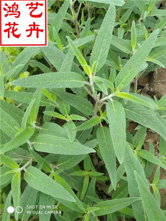 耐寒花卉墨西哥鼠尾草量大从优 绿化专用苗墨西哥鼠尾草批发-鸿艺花卉