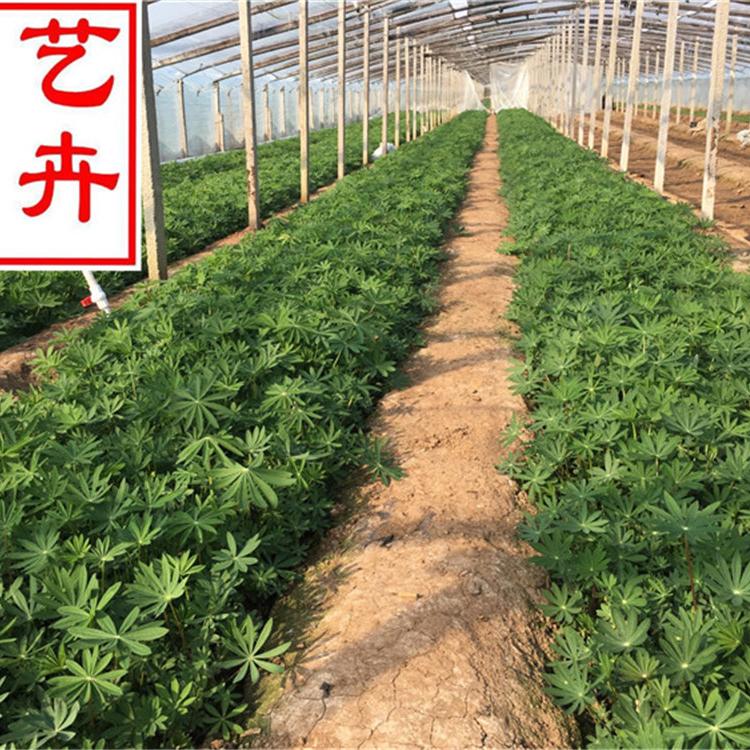 花卉基地直销鲁冰花杯苗 绿化苗木工程用苗鲁冰花批发-鸿艺花卉