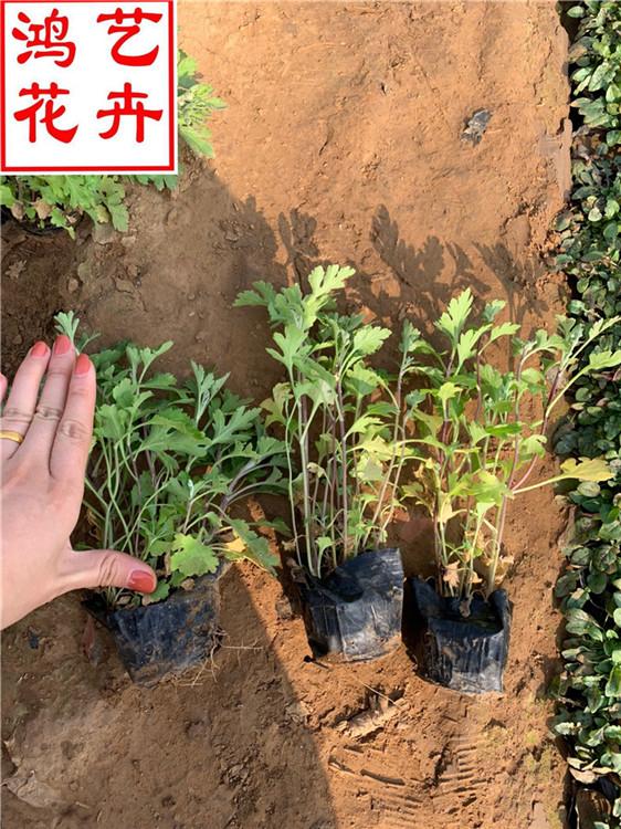 景观花卉地被菊基地批发 厂家直销草花地被菊杯苗-鸿艺花卉