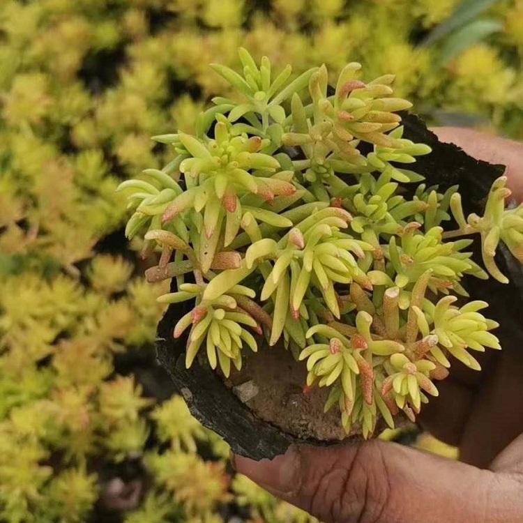 佛甲草 青州佛甲草批发 佛甲草价格