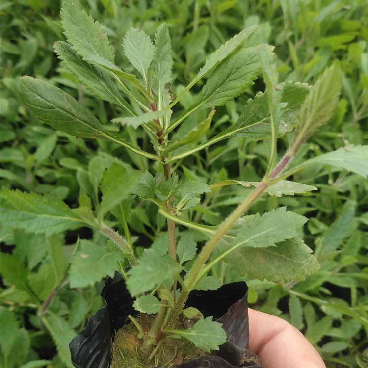 马鞭草 山东马鞭草批发 马鞭草直销