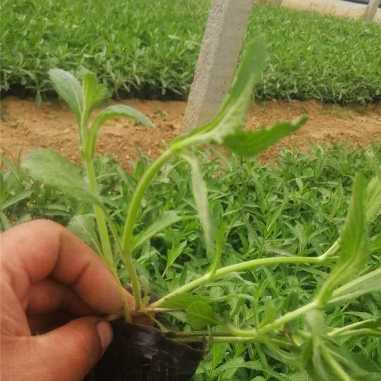 马鞭草 青州草花基地批发 马鞭草价格