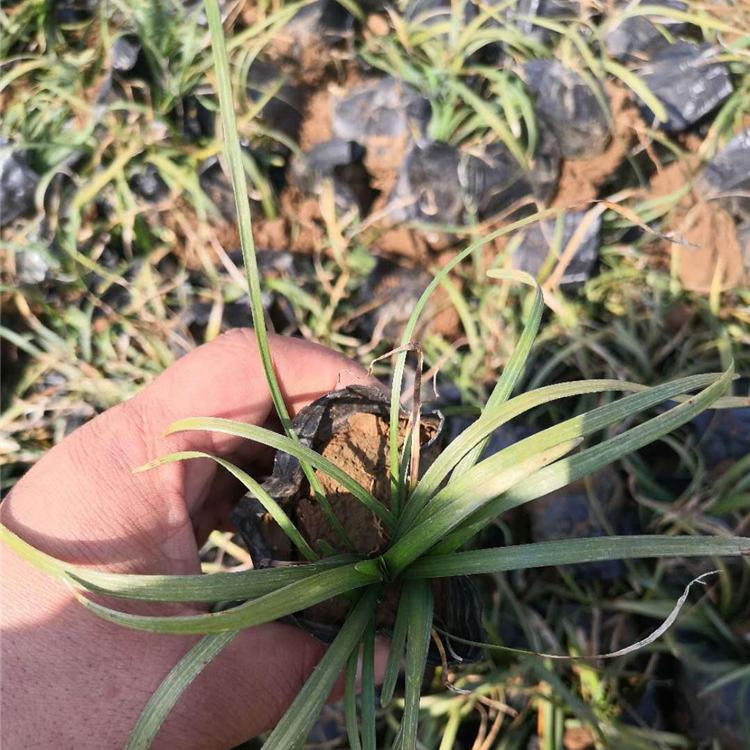 麦冬草 麦冬培育基地 批发麦冬