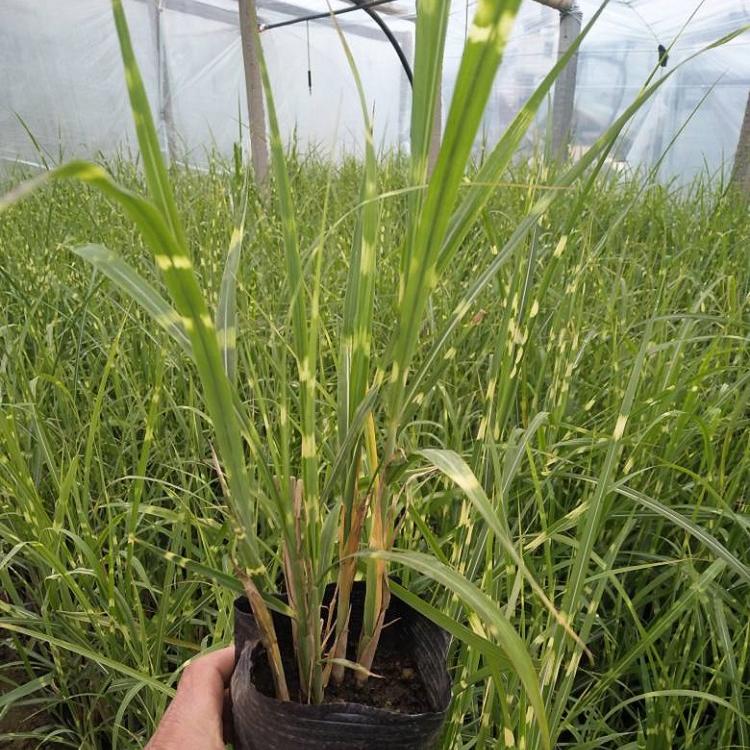 青绿苔草 青绿苔草价格
