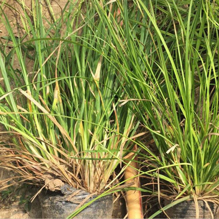 苗圃供应青绿苔草 青绿苔草基地