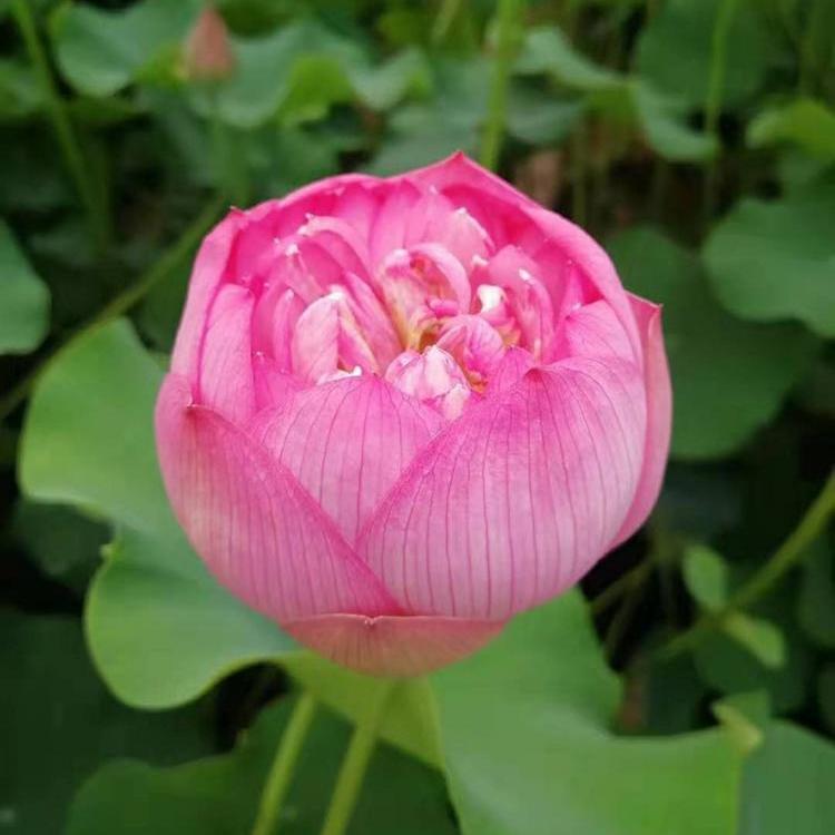 睡莲 水生植物睡莲批发 睡莲基地