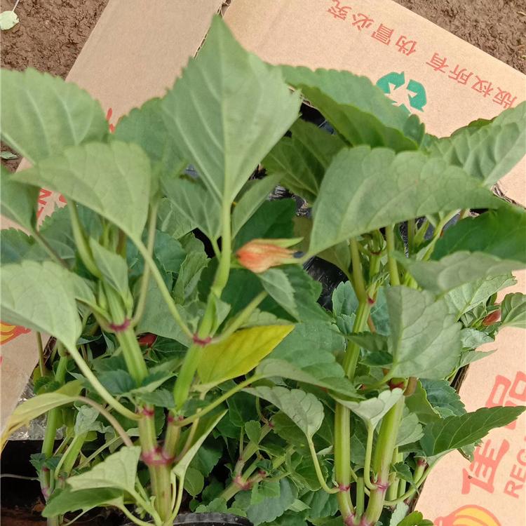 一串红基地 一串红批发 腾东花卉