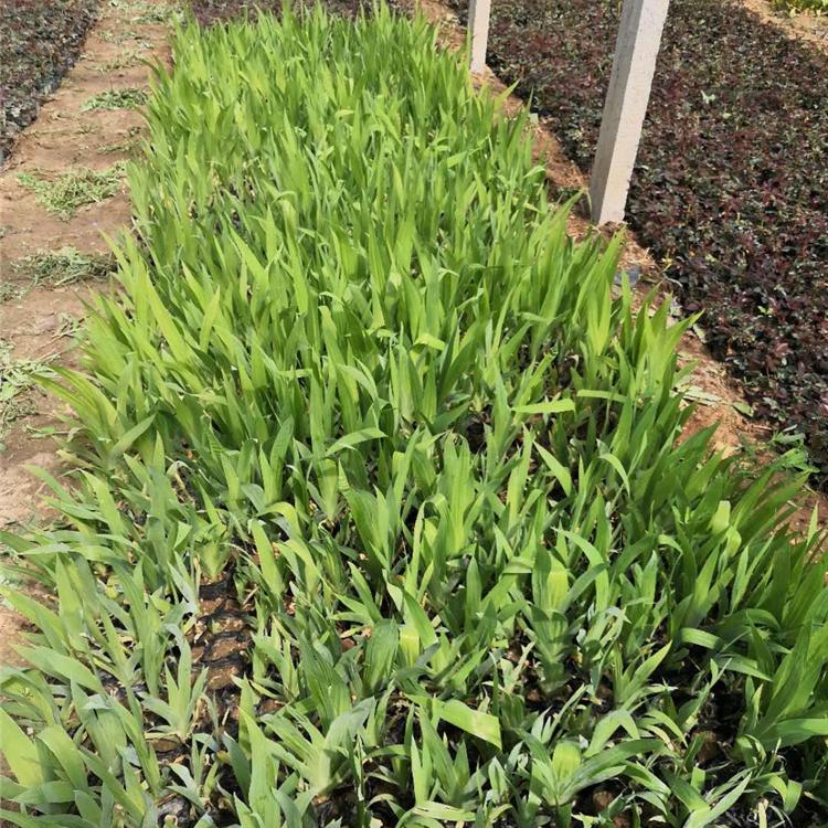 鸢尾种植基地 供应大量鸢尾苗