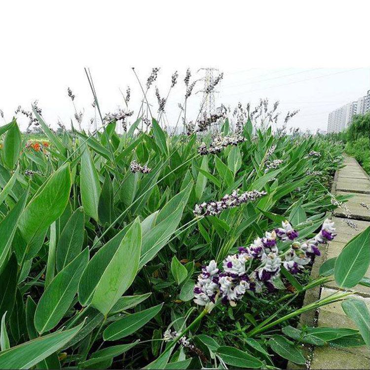 再力花 腾东花卉批发再力花苗 再力花供应