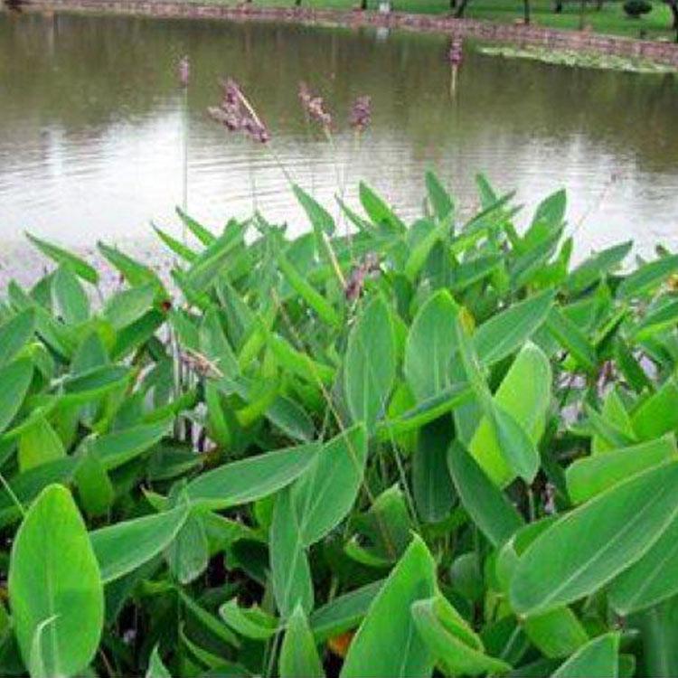 大量供应再力花 再力花苗种植基地