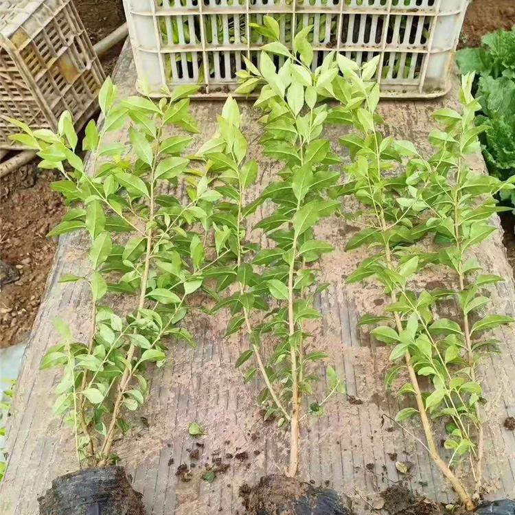 金叶女贞 金叶女贞种植基地 青州绿化苗木批发