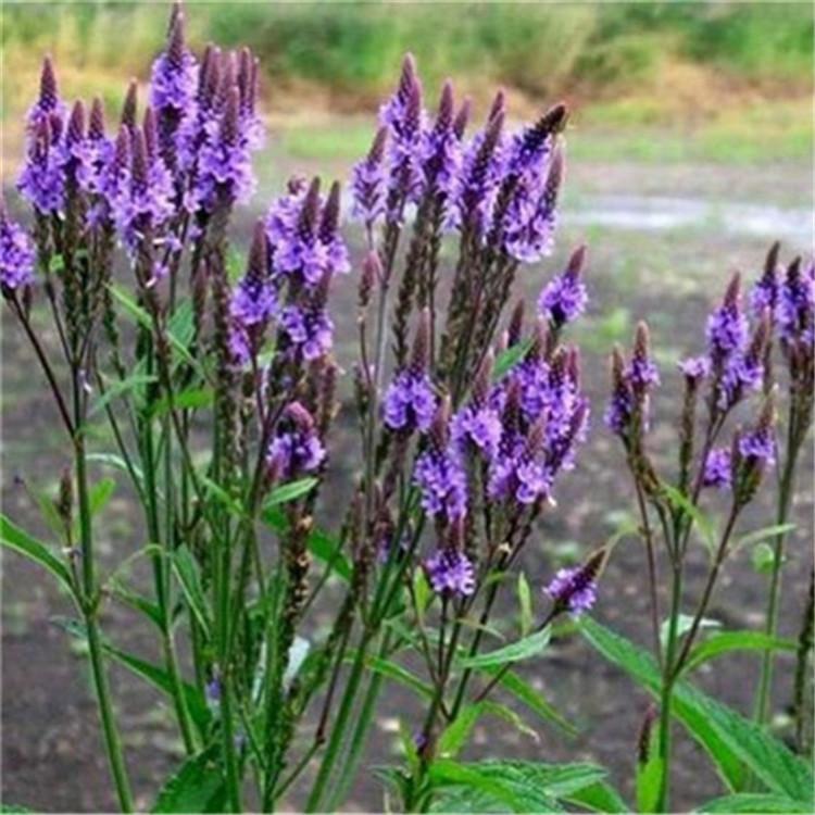 马鞭草的价格 马鞭草花海供应商 山东宿根花卉供应