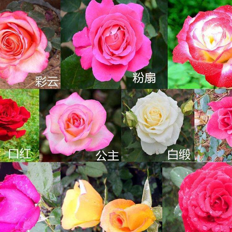 现货出售  品种月季  地邦品种月季种植基地