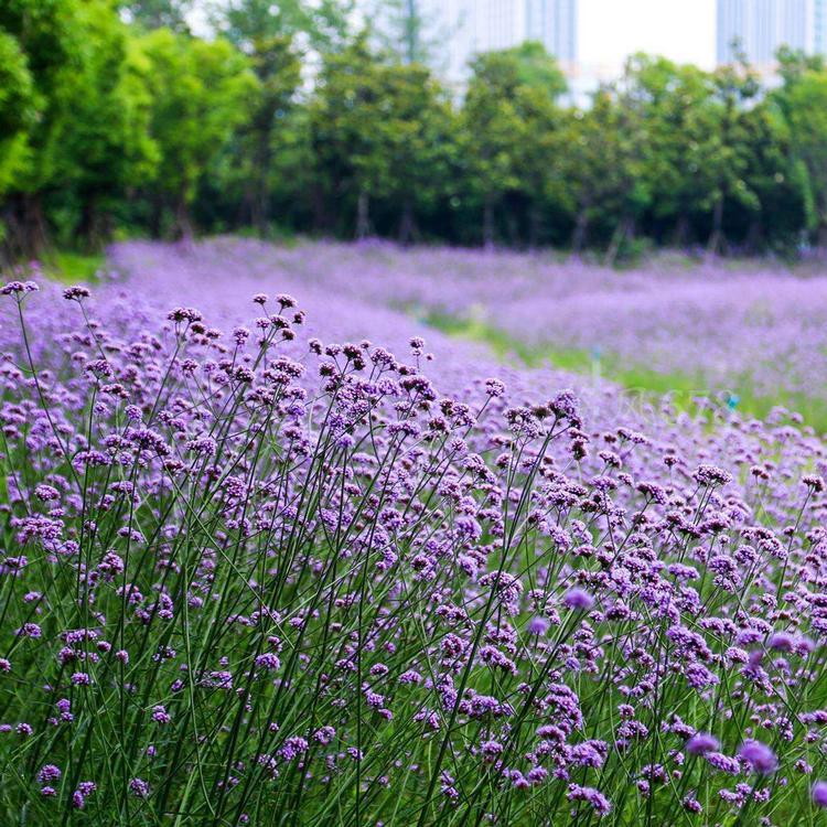 马鞭草苗 柳叶马鞭草基地 批发马鞭草