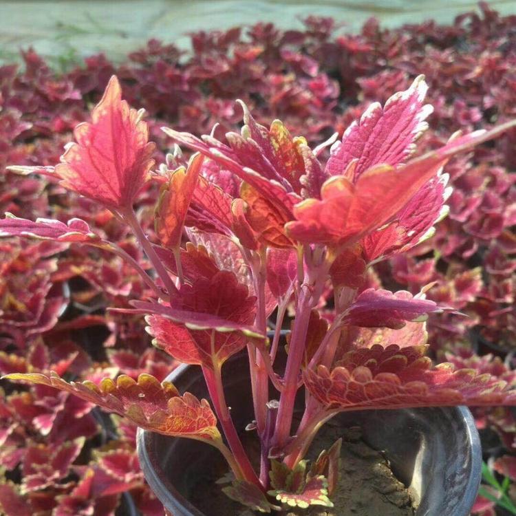 山东彩叶批发 彩叶小苗 润雨花卉苗木