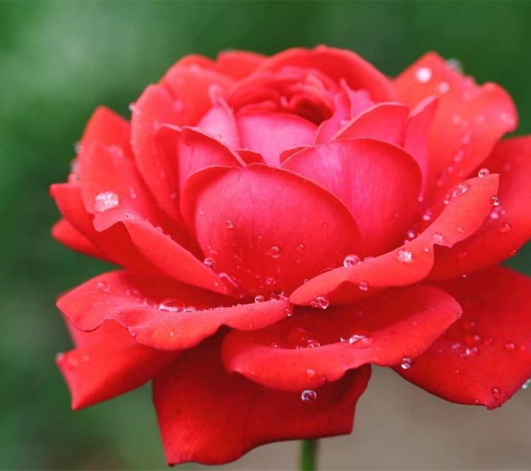 欧月月季花品种批发苗丰花月季欧月月季价格月季花种苗批发