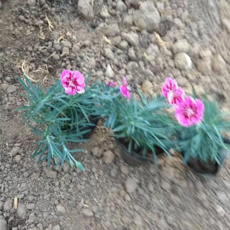 青州彩虹石竹种植基地 彩虹石竹批发价格 量大从优