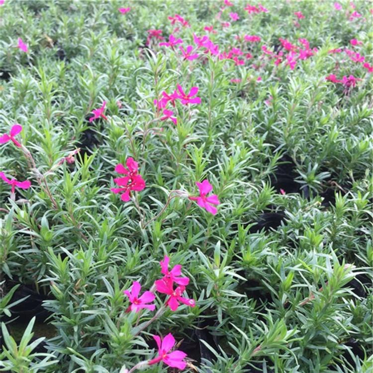 丛生福禄考盆栽 花期长 观赏性好 价格低 可用于花海打造 室内盆栽观赏