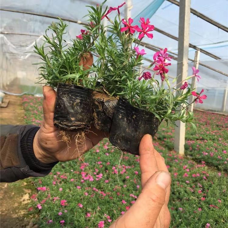 青州宿根花卉供应  丛生福禄考价格 花海景观用苗