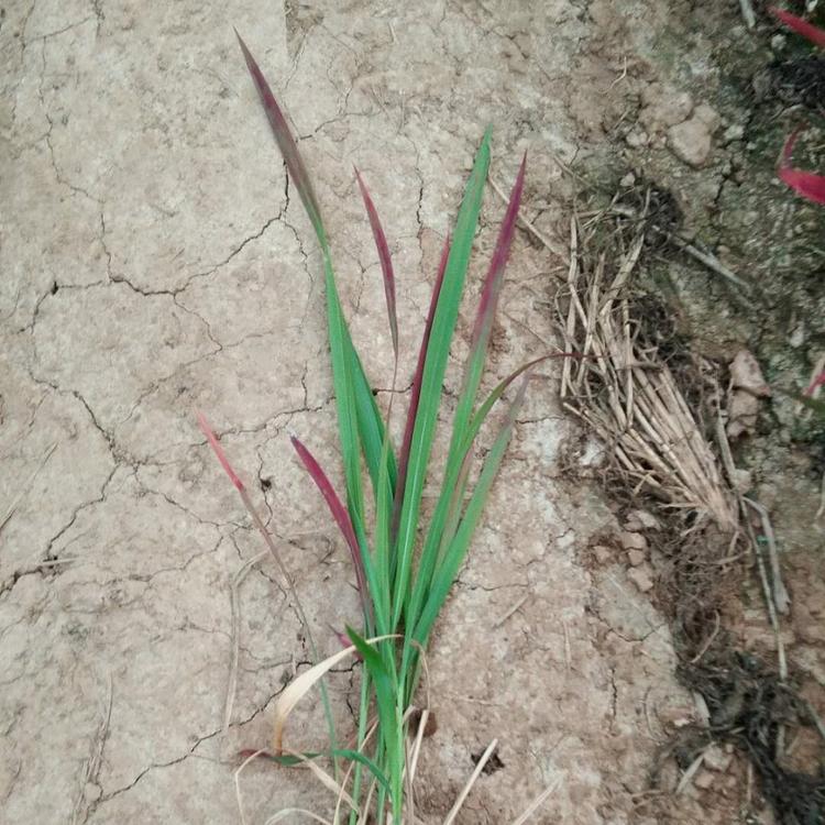 血草价格 血草苗价格 血草基地 松青 欢迎咨询