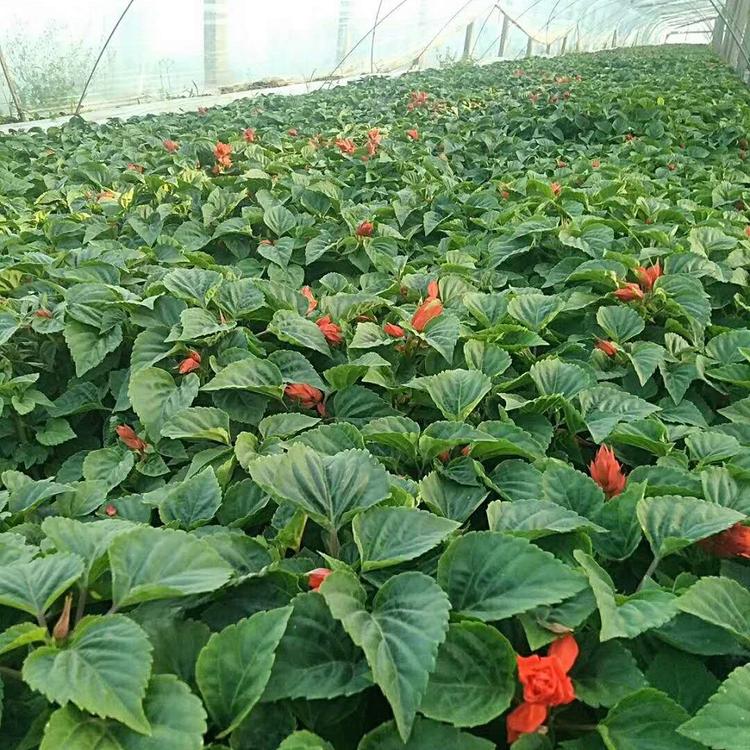 量大从优 一串红小苗 一串红价格 一串红基地 松青