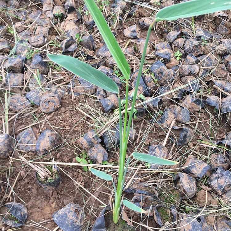 再力花批发 再力花种植基地