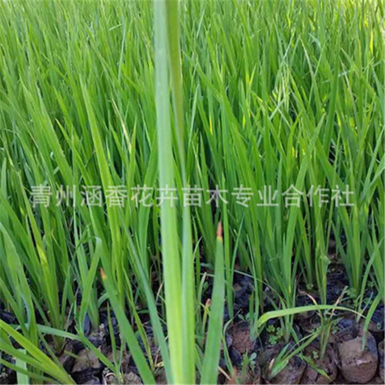 黄菖蒲 黄菖蒲培植 黄菖蒲价格