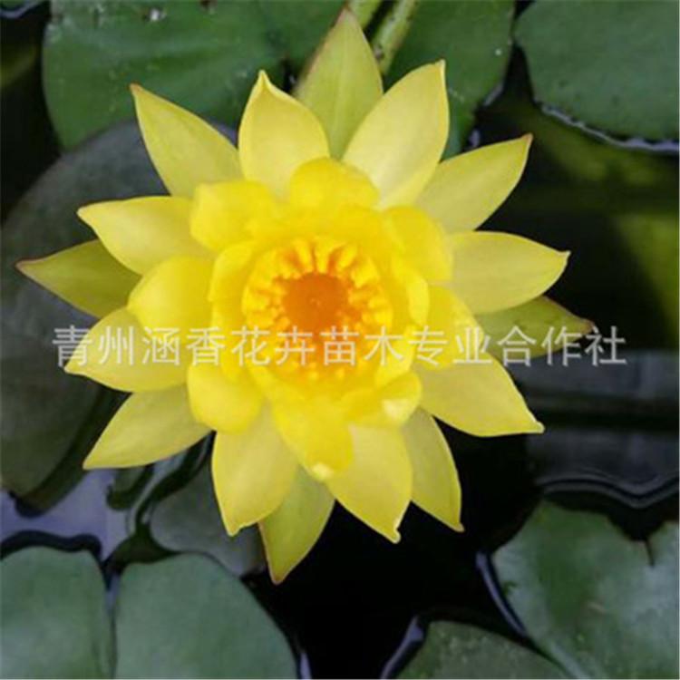 睡莲 睡莲批发价格