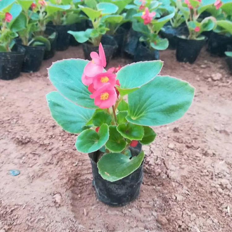 亦扬批发四季海棠 四季海棠种植基地