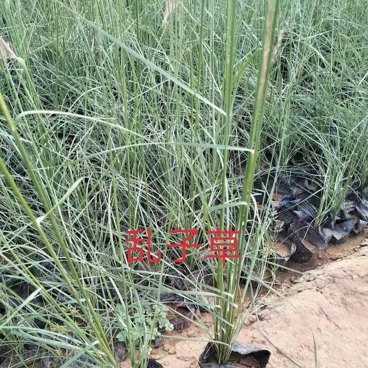 粉黛乱子草基地 粉黛乱子草种植基地 映雪花卉