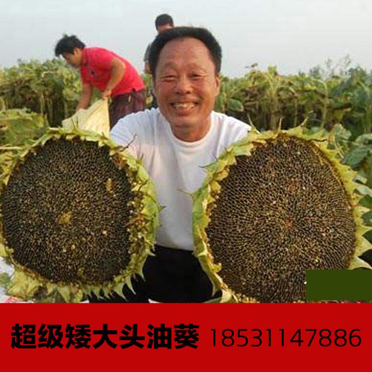 矮大头油葵种子向日葵高产量高油率进口品质非转基因向日葵籽毛嗑榨油葵花耐盐碱不足一米矮