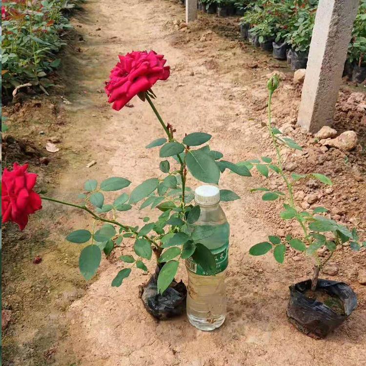 红帽子月季价格 月季花价格 红帽子月季报价 欢迎咨询