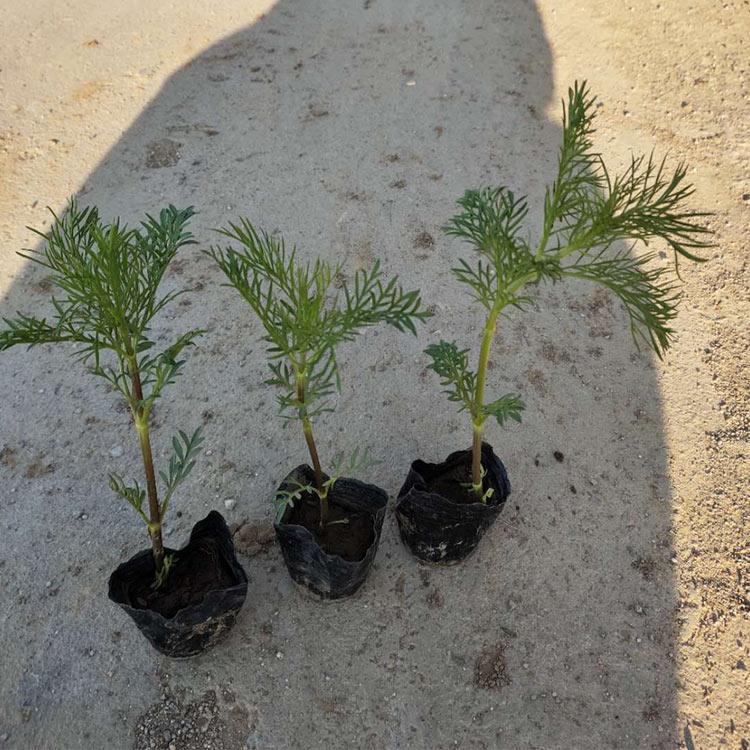 波斯菊 青州波斯菊批发 波斯菊价格