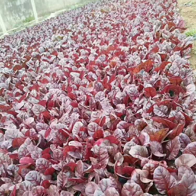 红叶菠菜价格 红叶菠菜报价 欢迎咨询 红叶菠菜基地