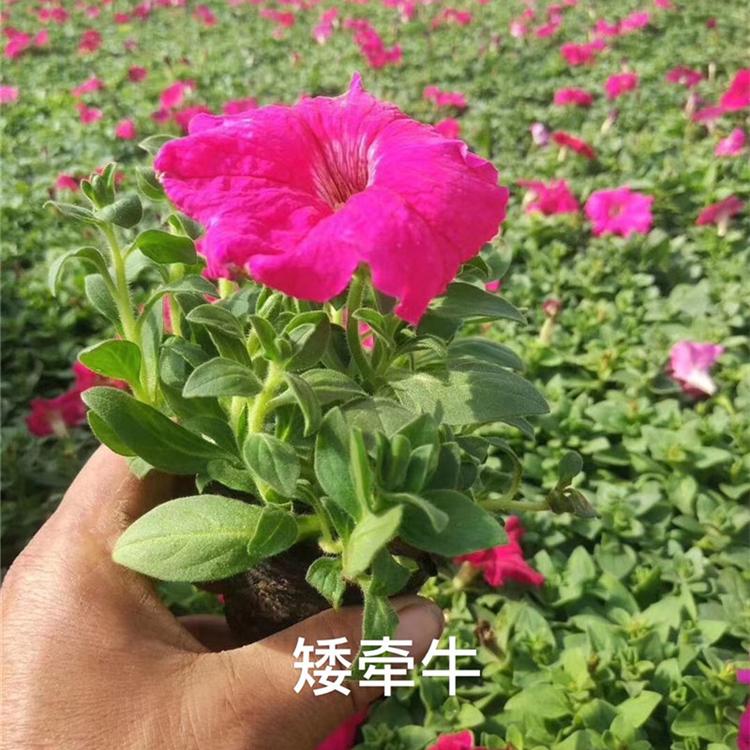 江瑞园艺矮牵牛五彩牵牛垂吊牵牛山东青州四季草花现货供应详情价格面议