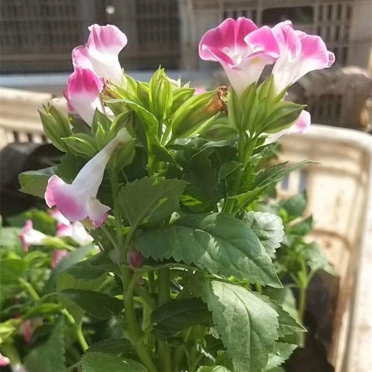 夏堇 夏堇批发 夏堇价格