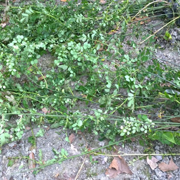 蔷薇花苗 厂区绿化工程苗 高杆嫁接用蔷薇花苗 蔷薇花苗批发价格