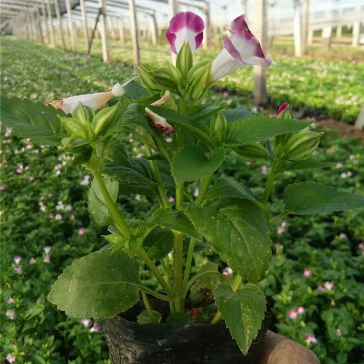 夏堇 组摆草花夏堇 夏堇花苗批发价格