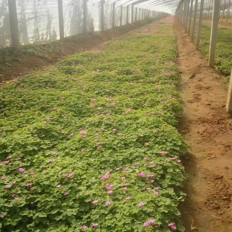 量大从优 绿叶醡浆草 绿叶醡浆草价格优惠