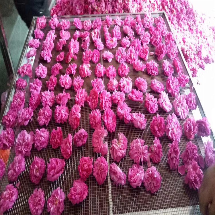 热风循环烘箱_茶叶烘干机_玫瑰花干燥机_金银花烘干机_蘑菇烘干箱
