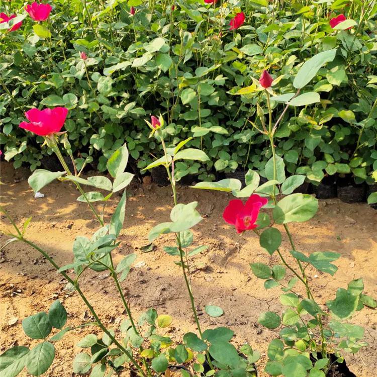 丰花月季批发 丰花月季行情