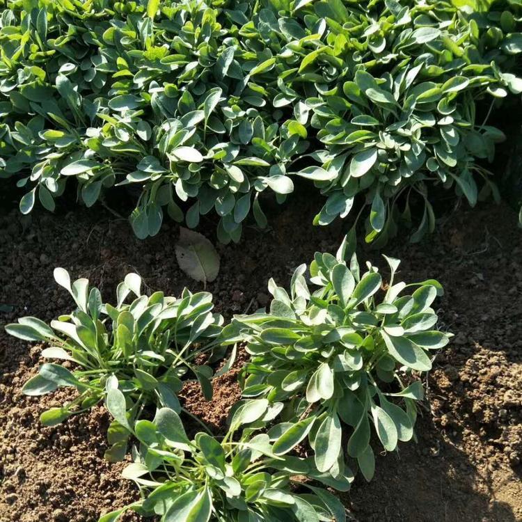 绿化用金鸡菊    金鸡菊批发基地   山东金鸡菊报价