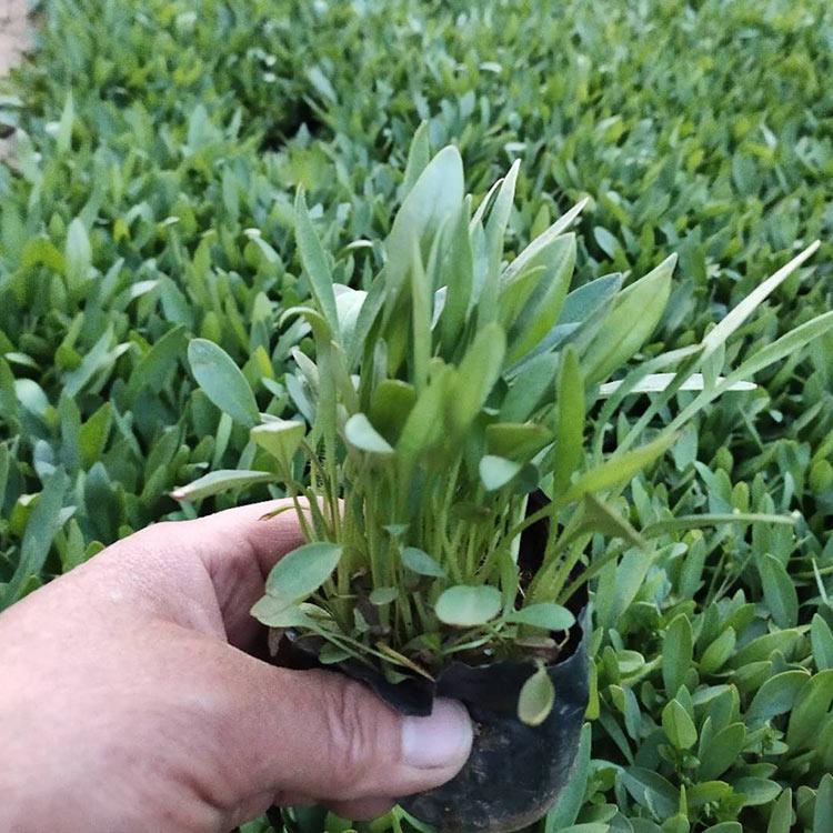 金鸡菊 青州宿根花卉批发 金鸡菊基地