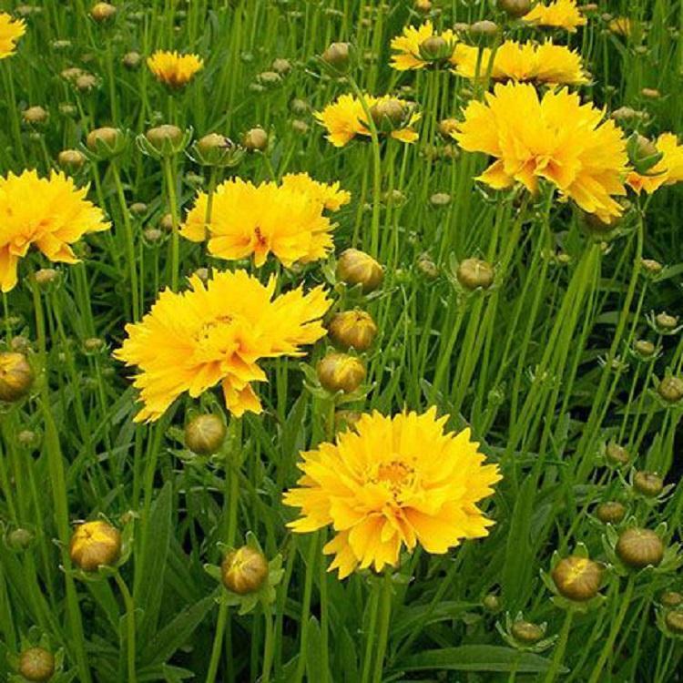 供应金鸡菊小苗   出售金鸡菊    青州金鸡菊培育基地