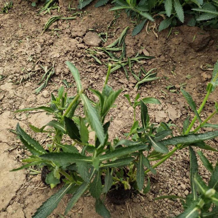马鞭草 马鞭草批发 青州马鞭草基地