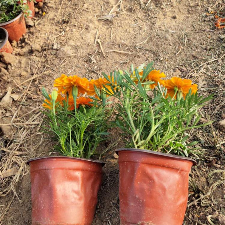 孔雀草 双分盆孔雀草价格 基地供应